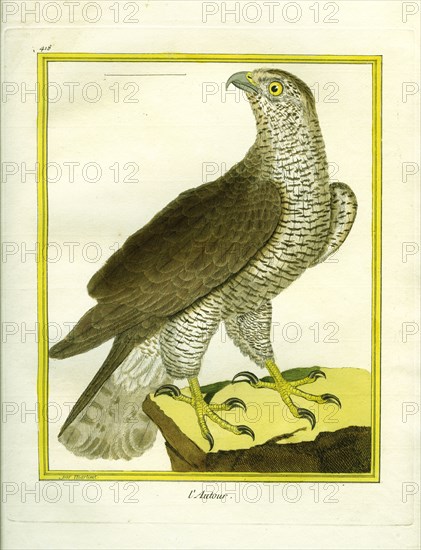 Northern Goshawk