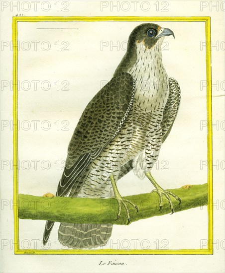Falcon