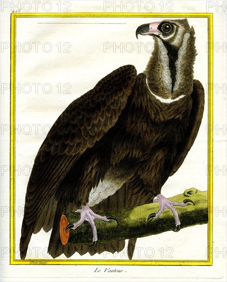 Le Vautour