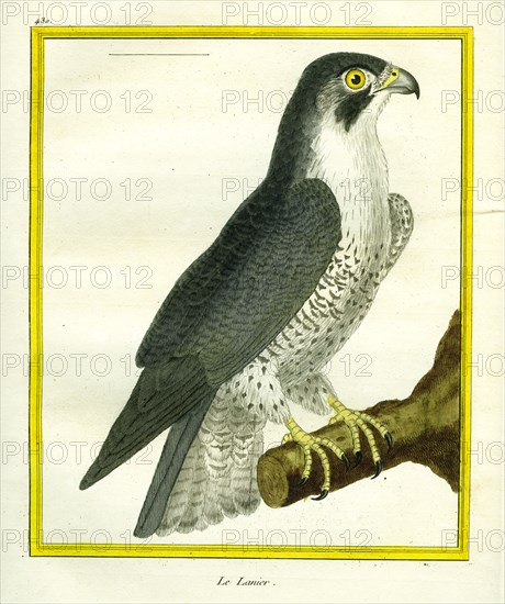 Lanner Falcon