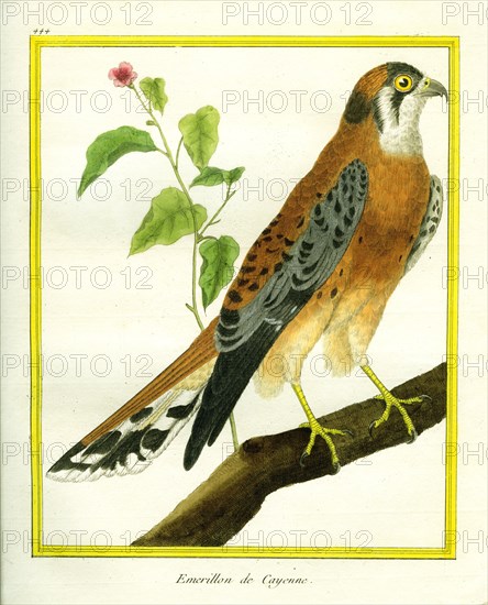 Taiga Merlin