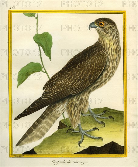 Gyrfalcon