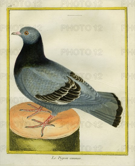 Common Pigeon