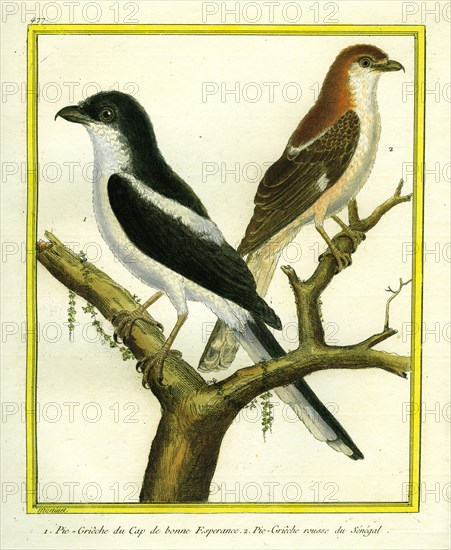 Magpie Shrike and Red-backed Shrike