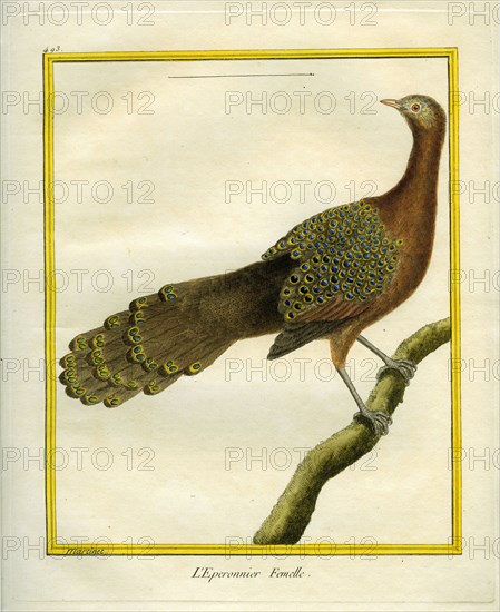 Green Peahen