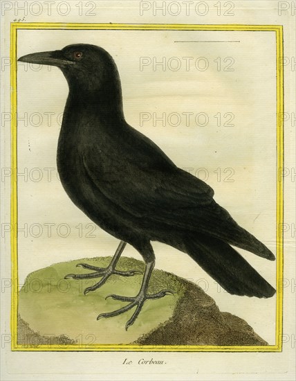 Common Raven