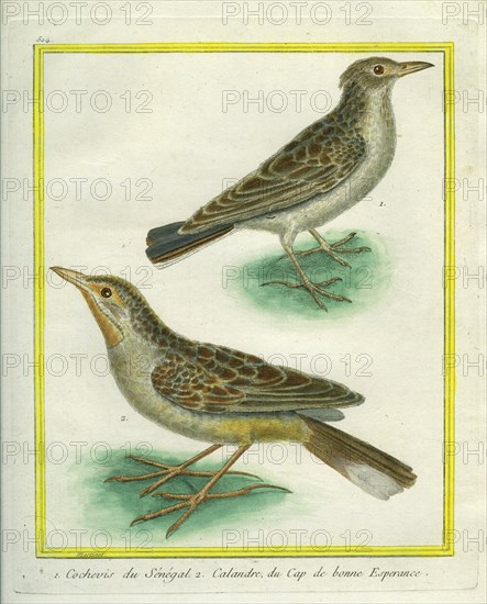 Eurasian Skylark and Oriental Skylark