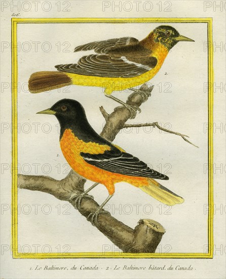 Baltimore Oriole and the Crossbred Baltimore Oriole
