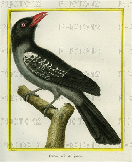 White-bellied Cuckooshrike