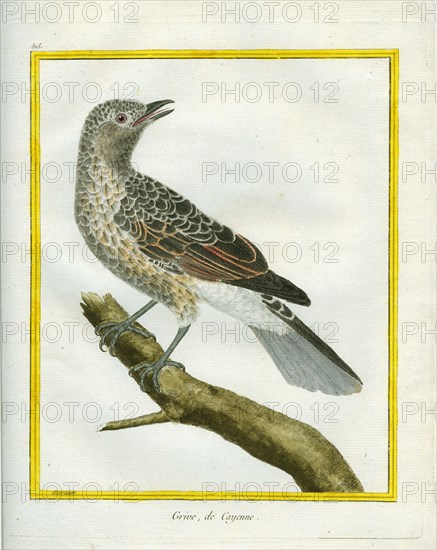 Wood Thrush