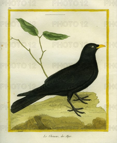Alpine Chough