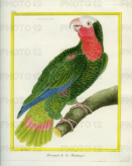 Speckle-faced Parrot