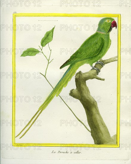 Alexandrine Parakeet