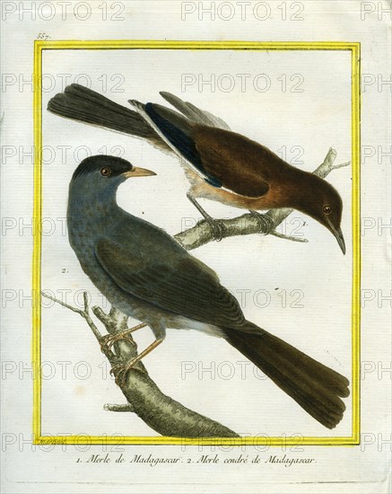 Le Merle et le Merle cendré de Madagascar