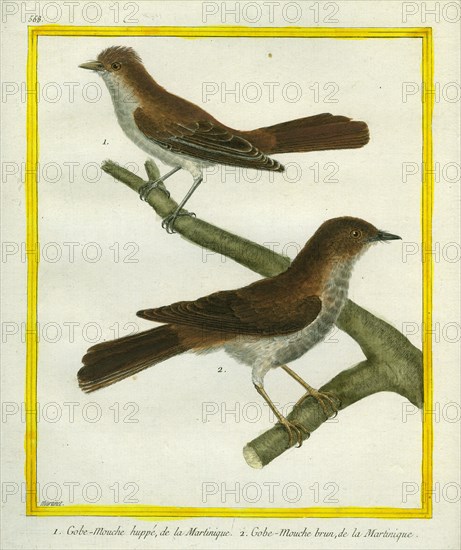 White-bellied Crested Flycatcher and Sumba Brown Flycatcher