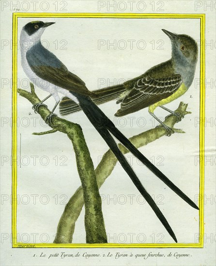 Tyrant flycatcher and Fork-tailed Flycatcher