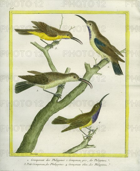 Tree creeper, Brown Treecreeper, le Petit Grimpereau et le Grimpeau olive des Philippines