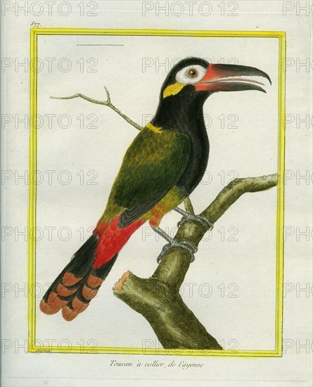 Le Toucan à collier de Cayenne