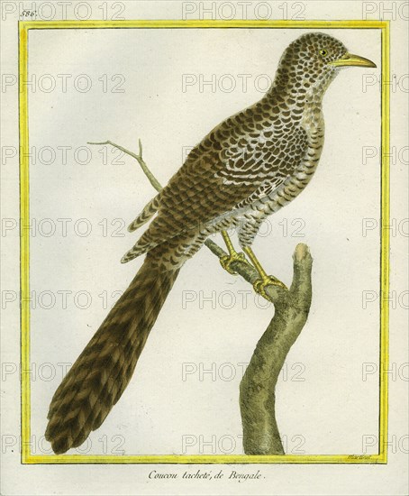 Asian Koel