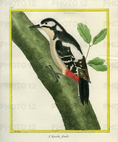 Female Great Spotted Woodpecker