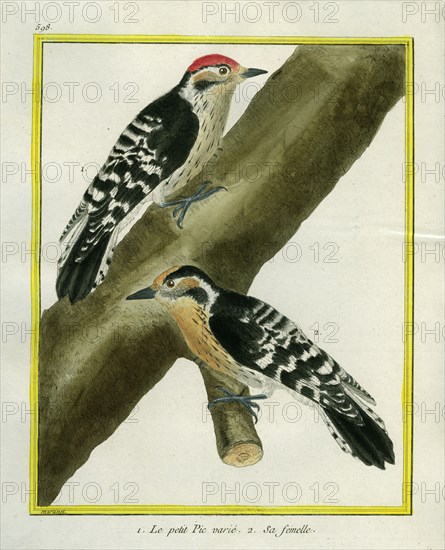 Downy Woodpecker and female