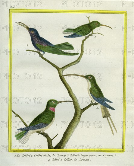 Le Colibri, le Colibri violet et à longue queue de Cayenne et le Colibri à collier du Surinam