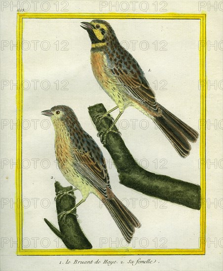 Male and Female Dunnock