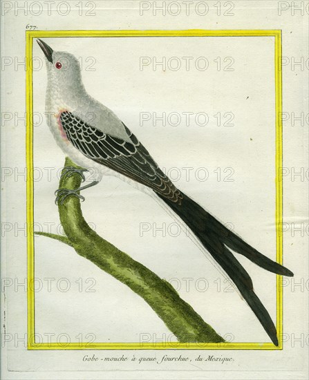 Fork-tailed Flycatcher