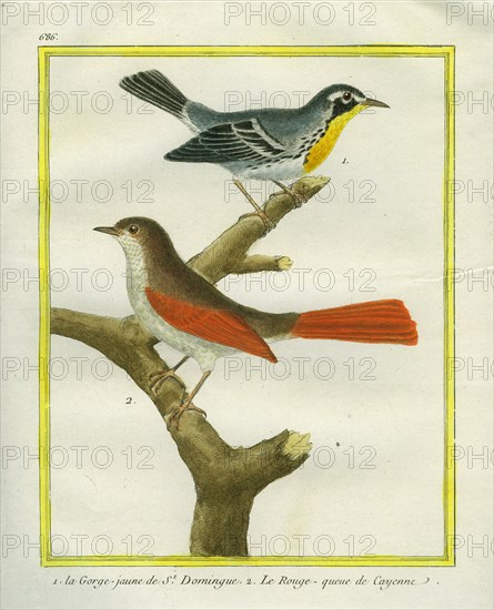 Common Yellowthroat and Redwing