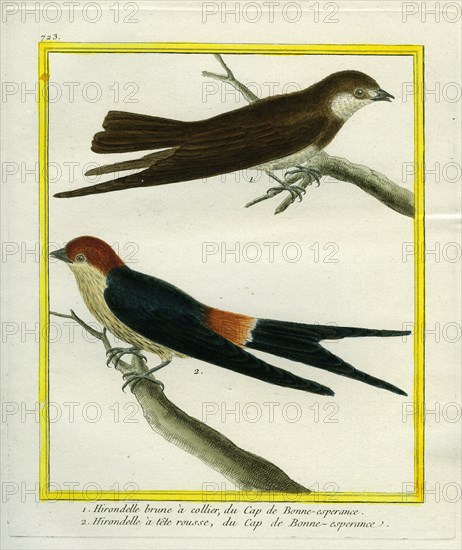Sooty Tern and Crimson-collared Tanager