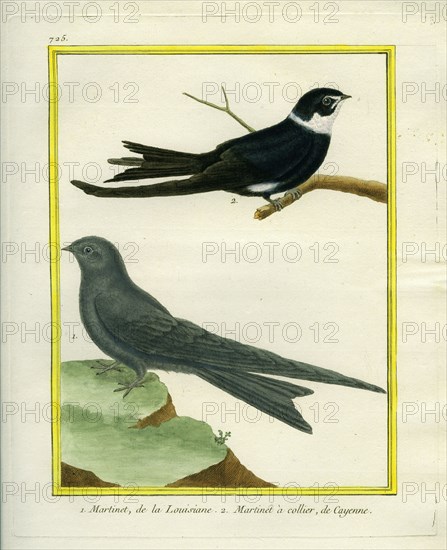American Black Swift and White-collared Swift
