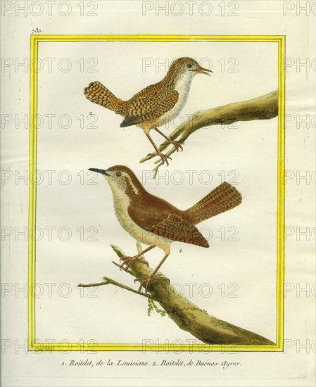 Winter Wren and Long-billed Wren