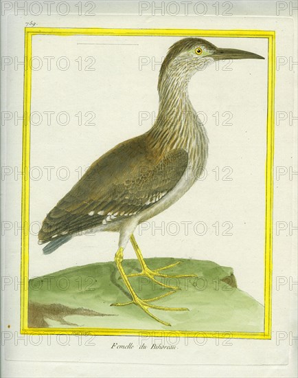 Female Night Heron