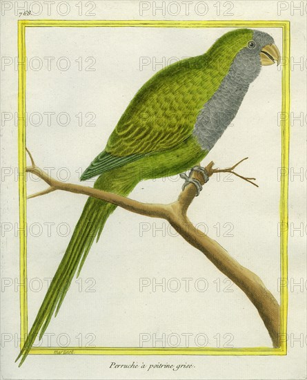 Monk Parakeet