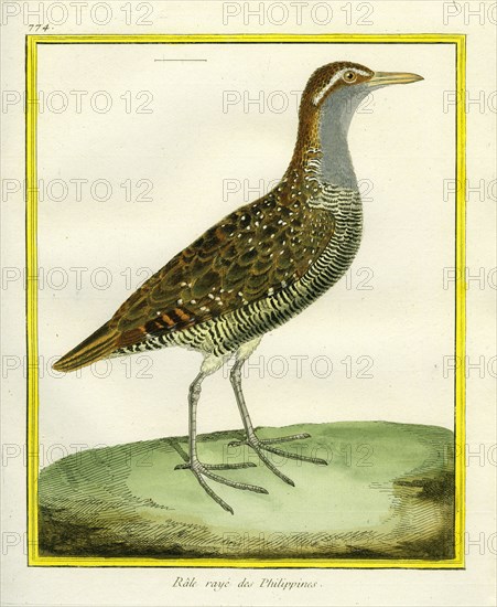 Brown-banded Rail