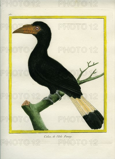 Tarictic Hornbill
