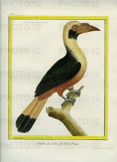 Female Tarictic Hornbill