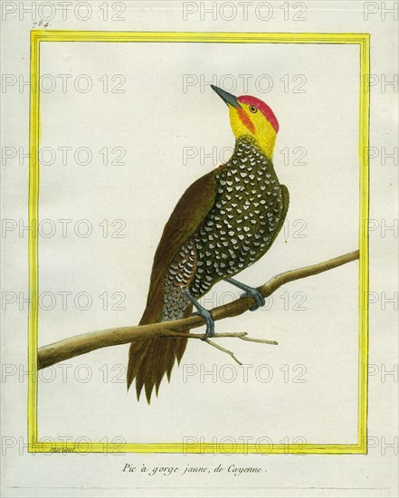 Yellow-throated Woodpecker