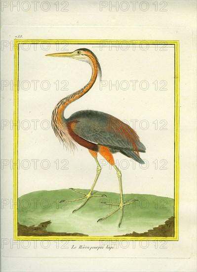 Purple Heron