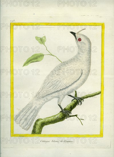 White-tipped Dove