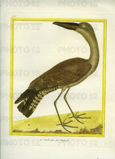 Hamerkop