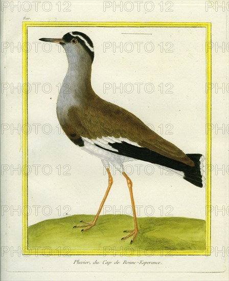 Crowned Lapwing