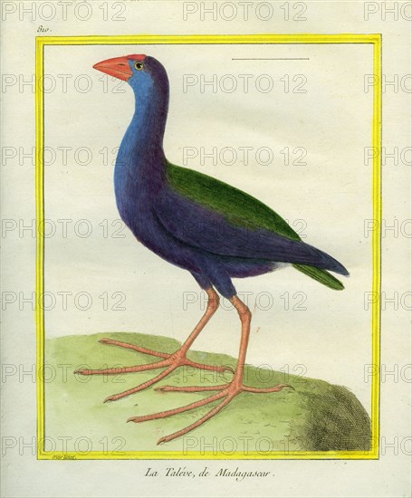 Purple Swamphen