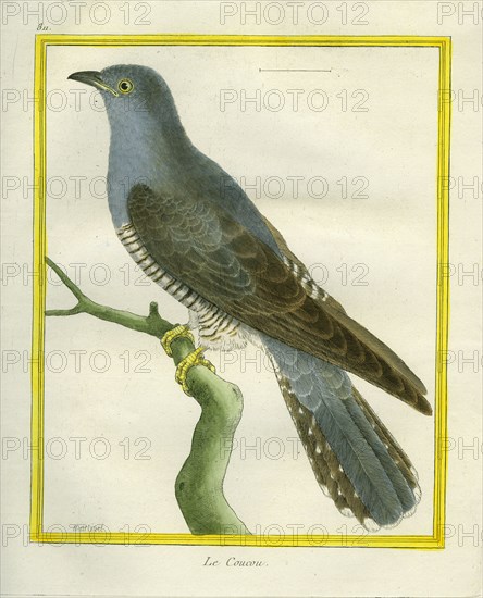 Common Cuckoo