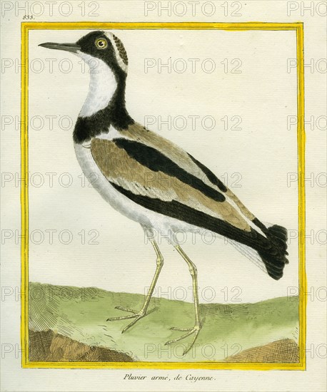 Southern Lapwing