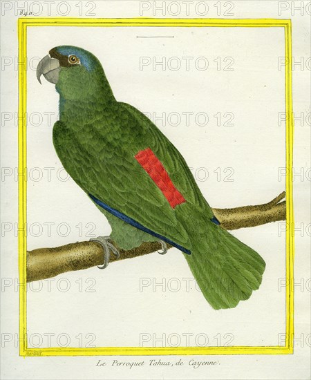 Le Perroquet Tahua de Cayenne