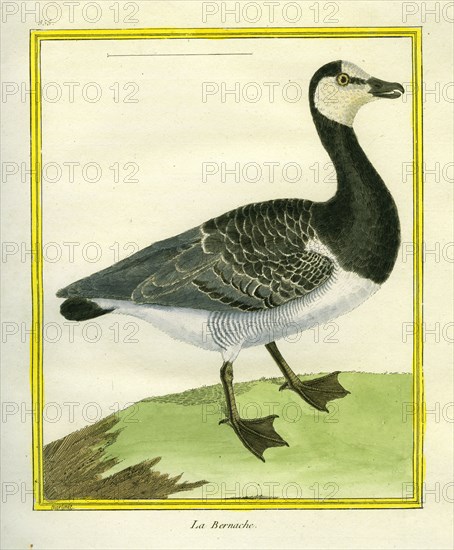 Canada Goose