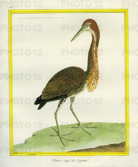 Rufescent Tiger Heron