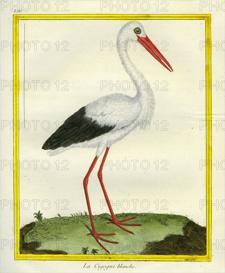 White Stork