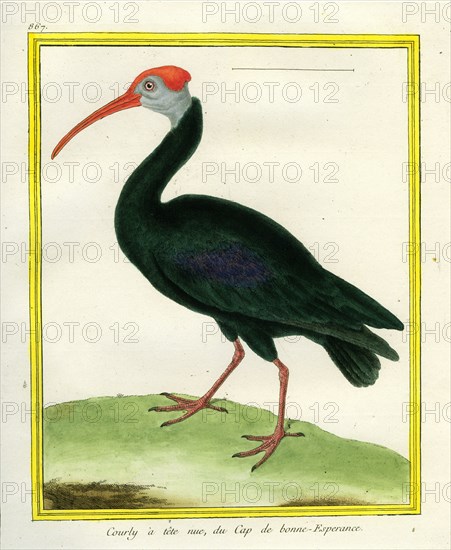 Southern Bald Ibis